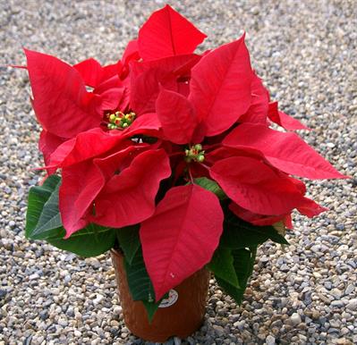 Euphorbia pulcherrim